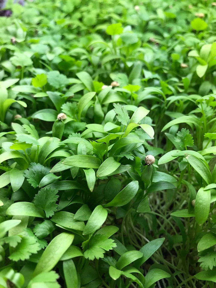 Micro Cilantro